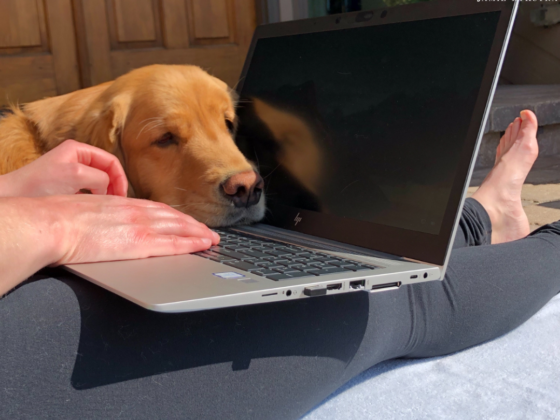 Golden retriever laying on a laptop.