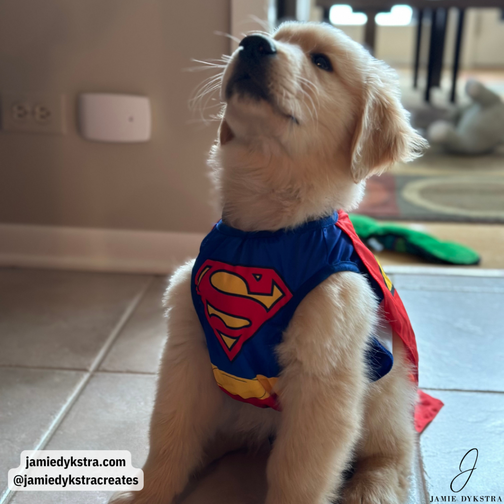 Golden retriever puppy in a superman costume.