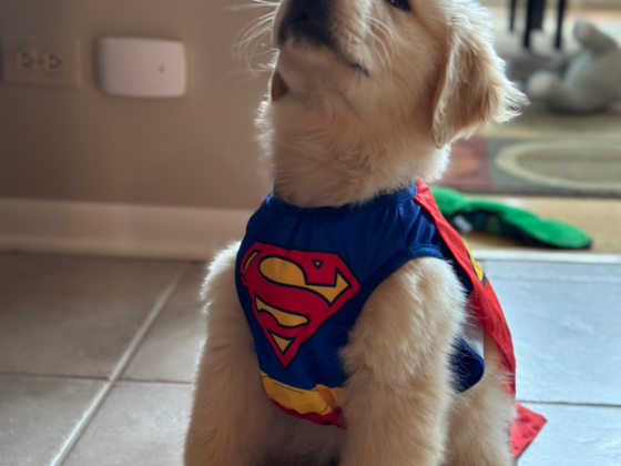 Golden retriever puppy in a superman costume.