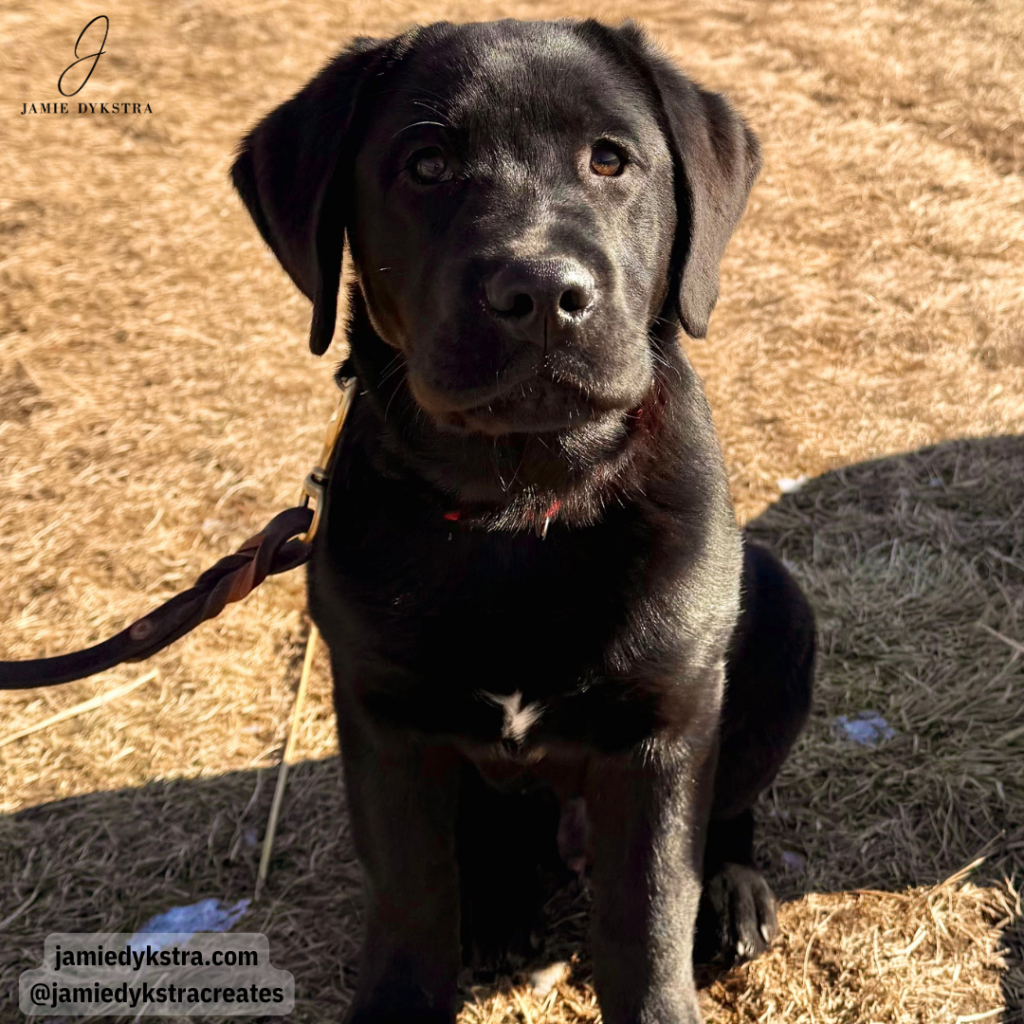 A picture of my Black lab puppy sitting on a trail outside.