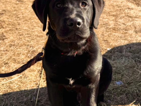 A picture of my Black lab puppy sitting on a trail outside.