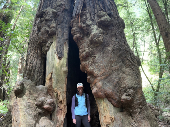 A picture of me on a hike standing under a redwood tree.