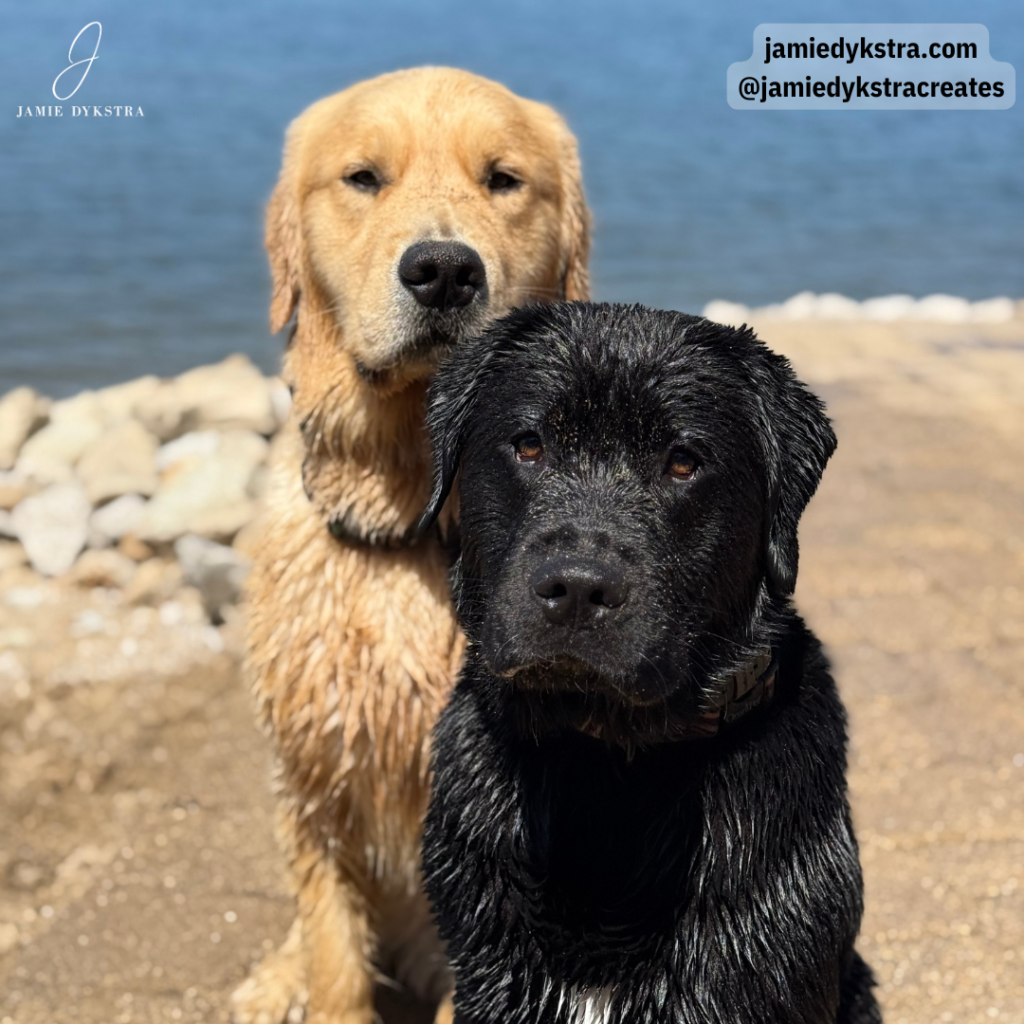 A picture of a black lab with wet fur sitting by a lake and a golden retriever with wet fur sitting behind the black lab.