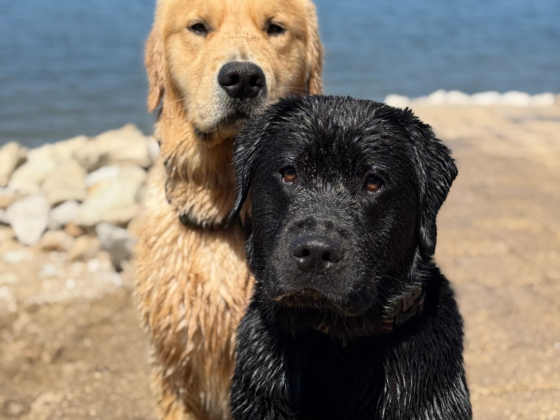A picture of a black lab with wet fur sitting by a lake and a golden retriever with wet fur sitting behind the black lab.