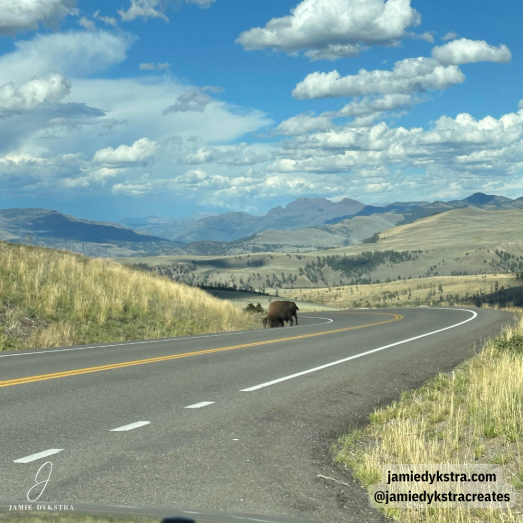 A photo driving the North Loop at Yellowstone with a bison on the side of the road and a mountainous landscape.