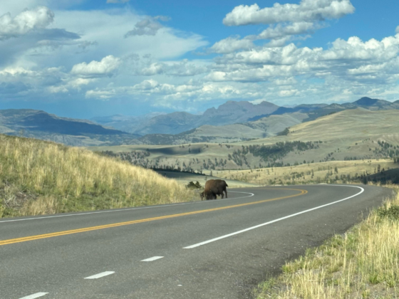 A photo driving the North Loop at Yellowstone with a bison on the side of the road and a mountainous landscape.