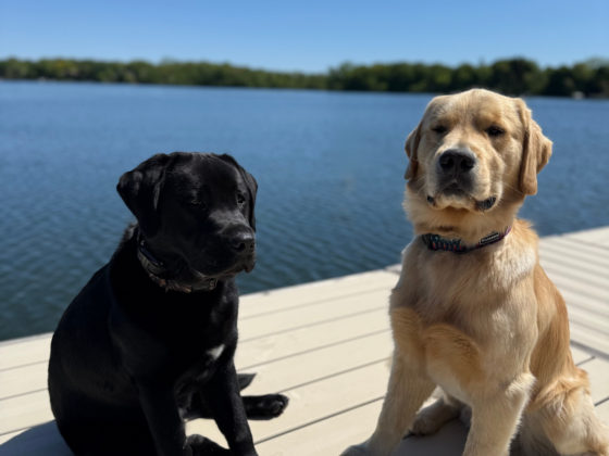 A black lab and a golden retriever sitting on the end of a pier at a lake on a sunny day.