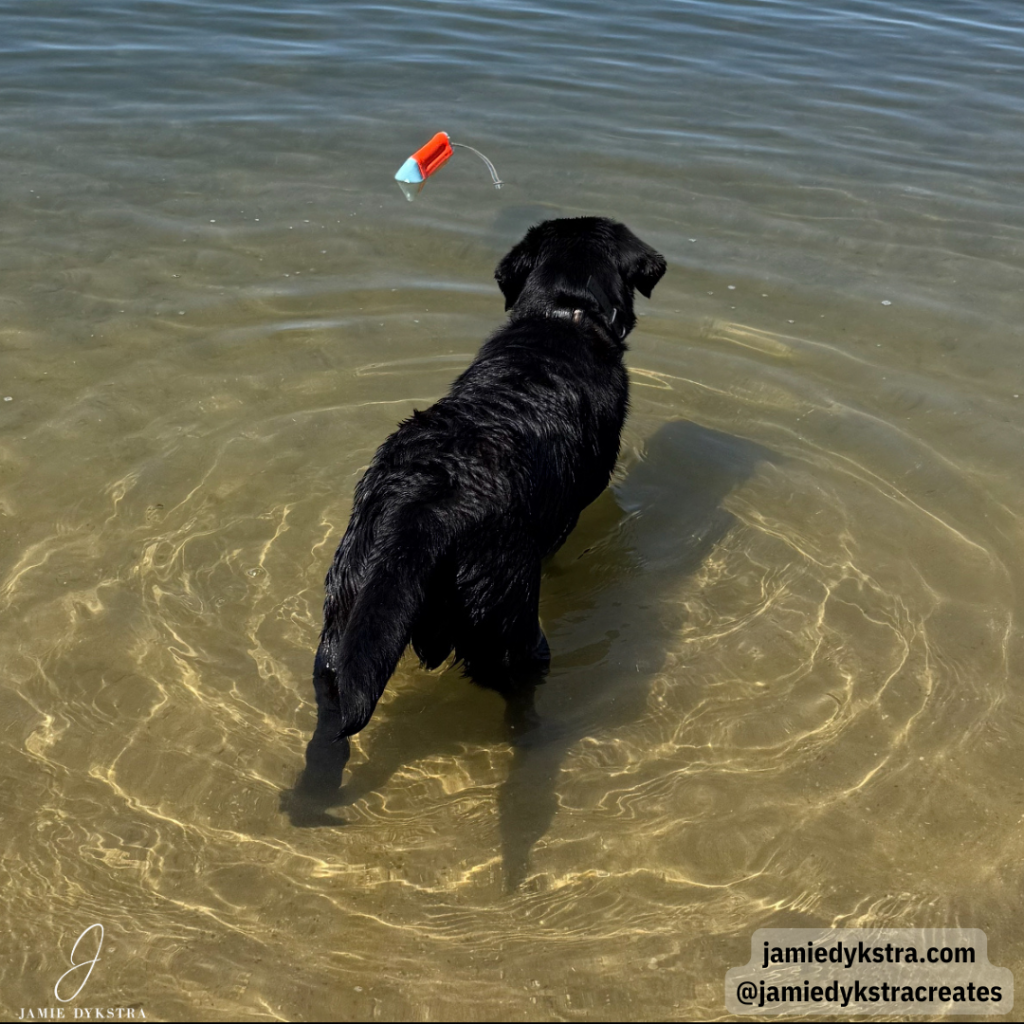 A picture of my Black lab standing in the lake looking at his orange toy from a distance.