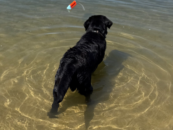 A picture of my Black lab standing in the lake looking at his orange toy from a distance.