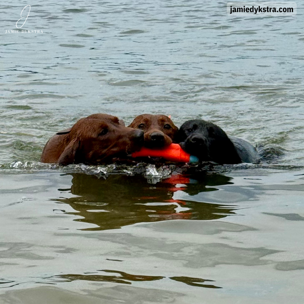 A picture of a black lab and two red labs retrieving a water toy in a lake.