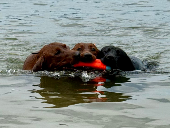 A picture of a black lab and two red labs retrieving a water toy in a lake.