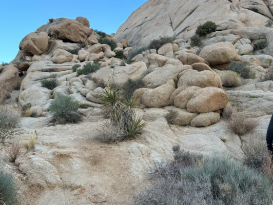 A picture of a scramble a Joshua Tree National Park