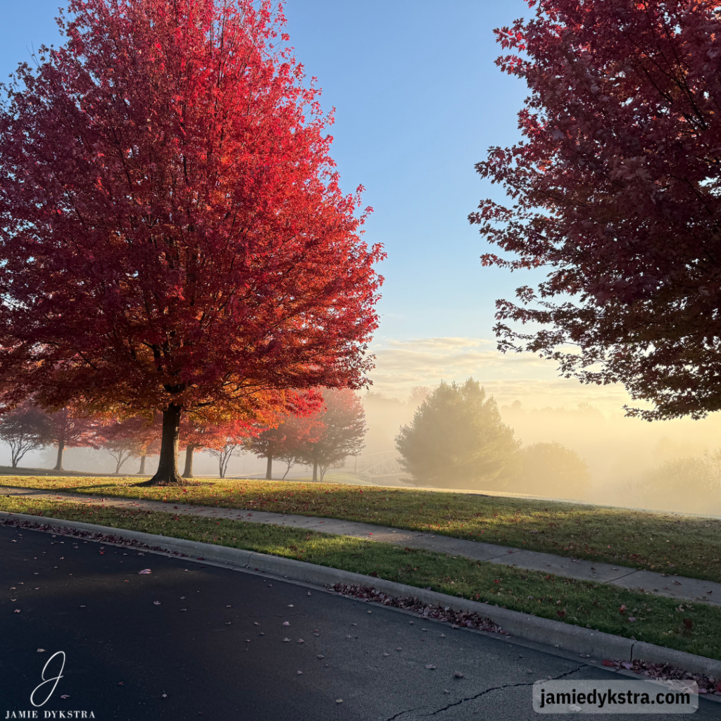 A photo of trees with red leaves and fog lifting around them as the sun rises.