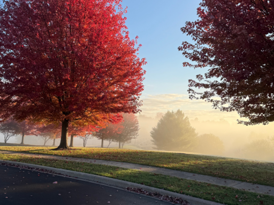 A photo of trees with red leaves and fog lifting around them as the sun rises.