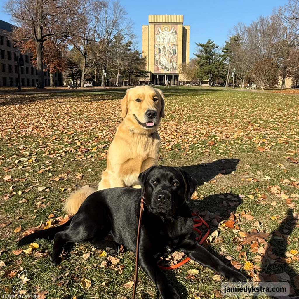 A picture of a Golden Retriever and Black Lab in front of the Touchdown Jesus mural at Notre Dame.