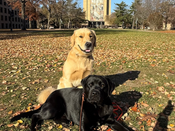 A picture of a Golden Retriever and Black Lab in front of the Touchdown Jesus mural at Notre Dame.