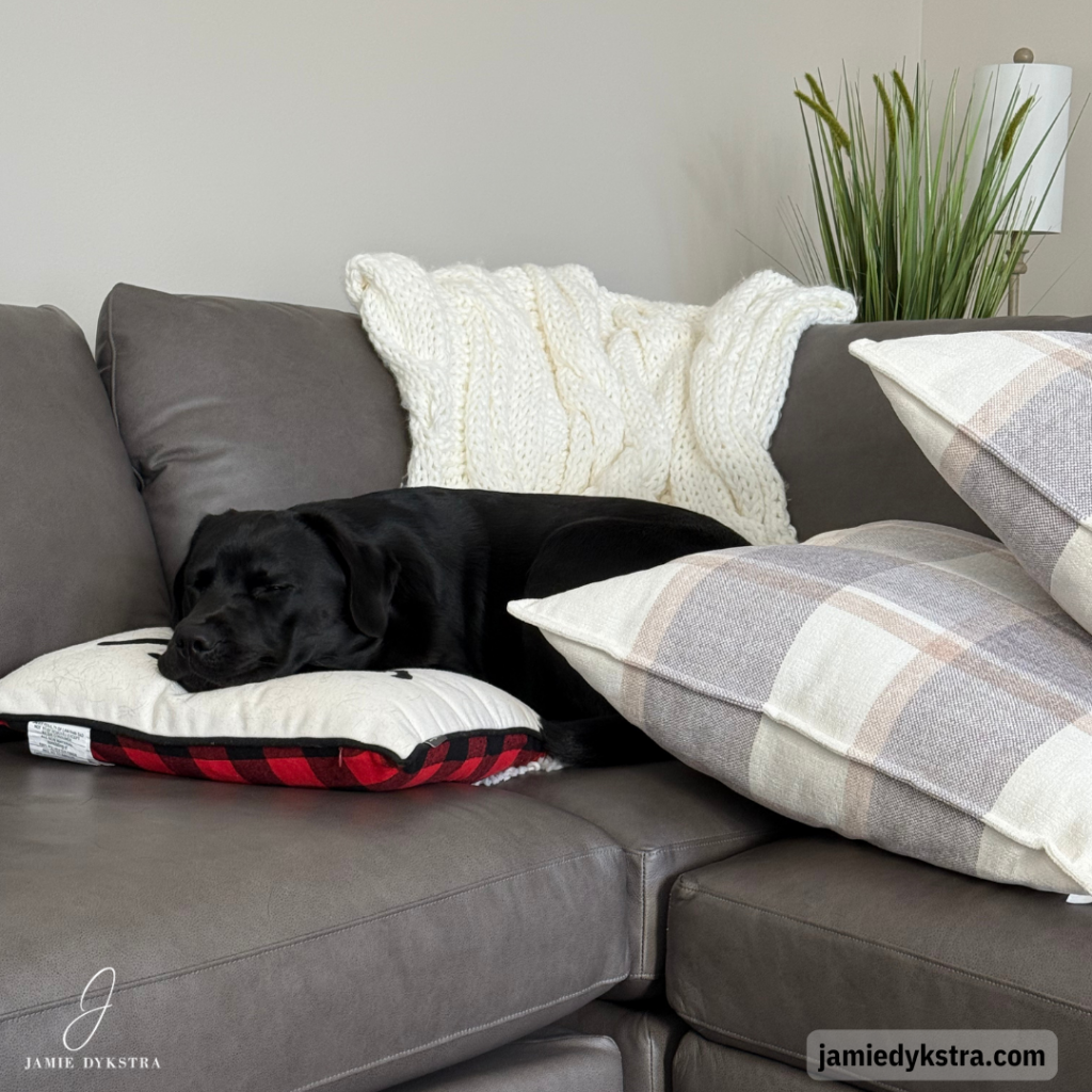 A photo of a black lab laying amongst pillows on a couch.