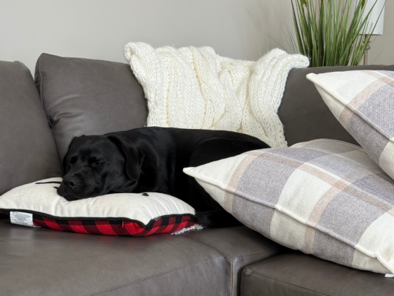 A photo of a black lab laying amongst pillows on a couch.