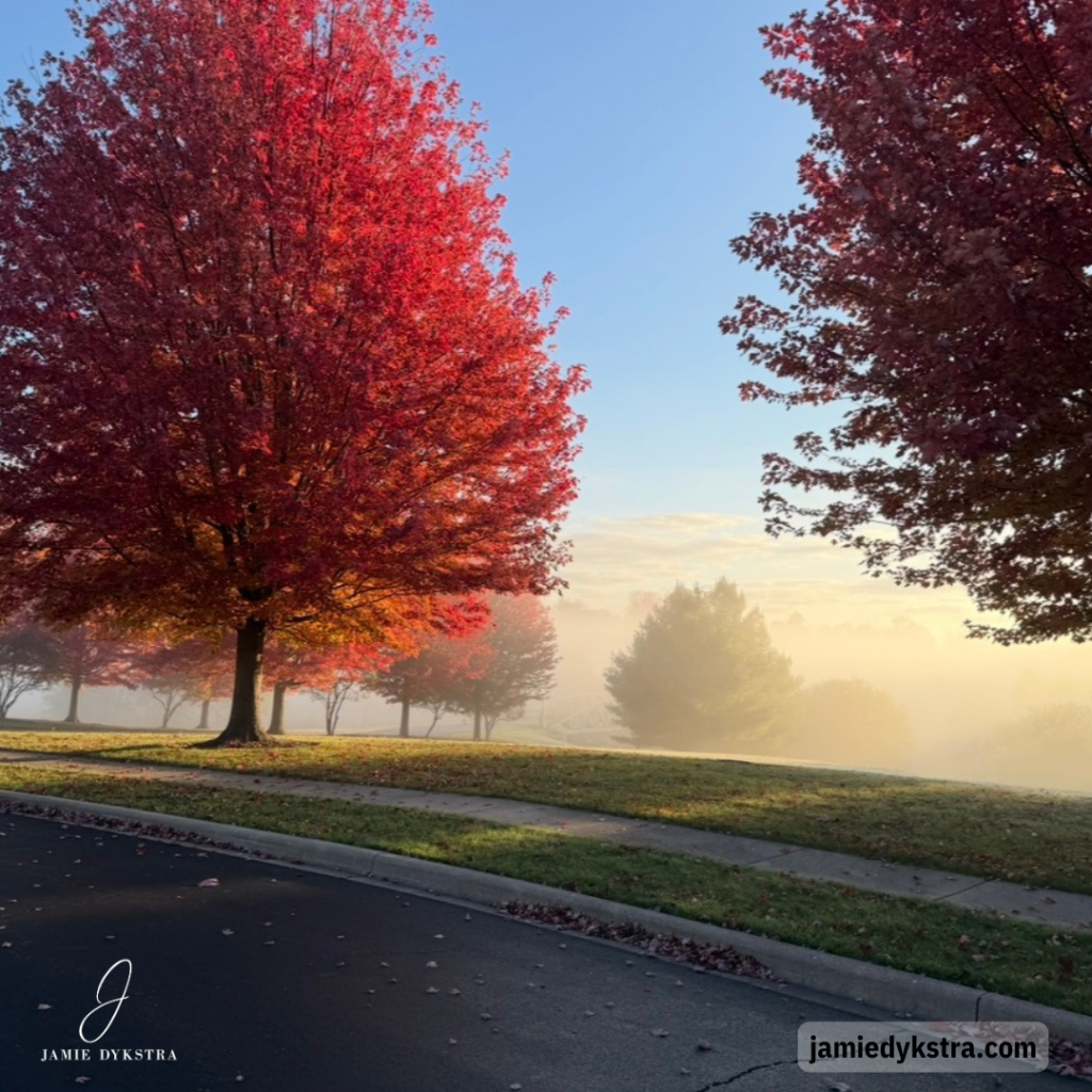 A photo of trees with bright red leaves on rolling hills with fog settled in.