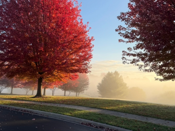 A photo of trees with bright red leaves on rolling hills with fog settled in.