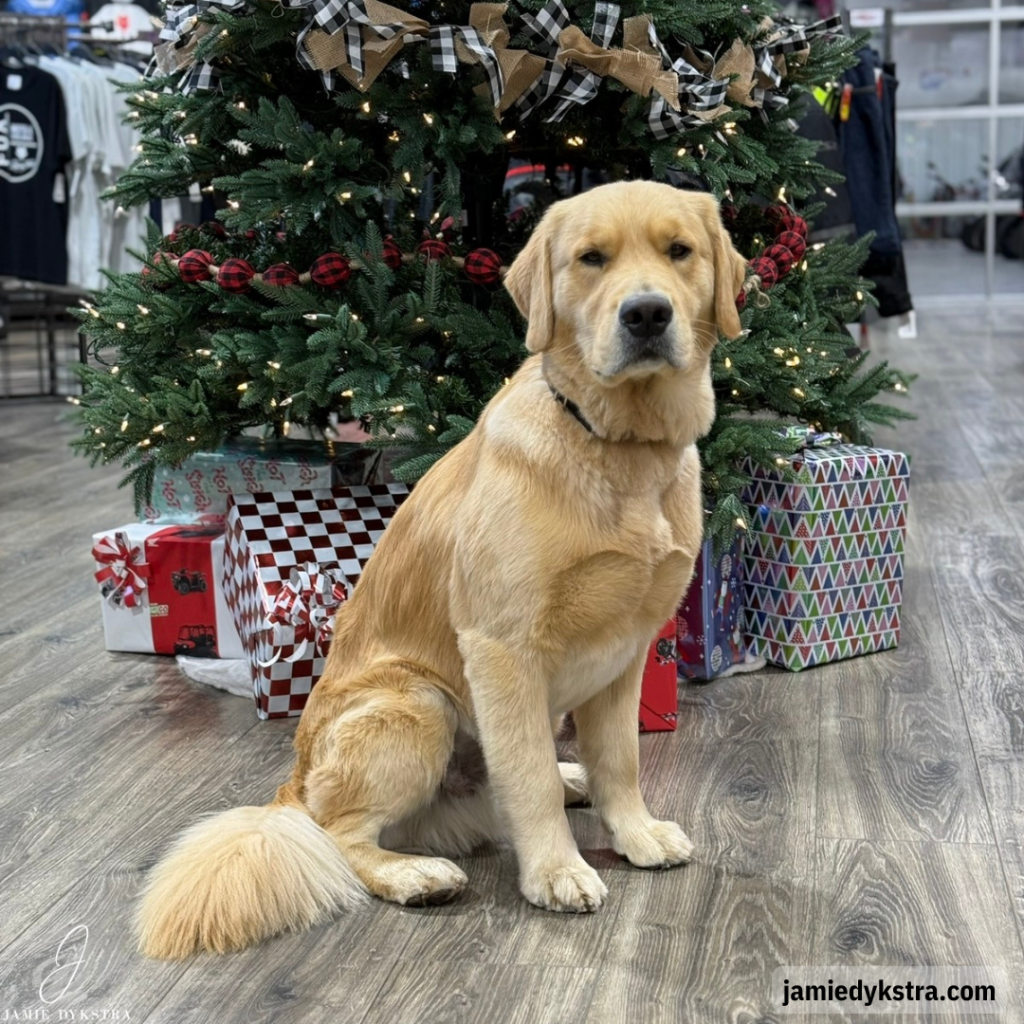 A photo of a Golden Retriever in front of a Christmas tree that has gifts under it.