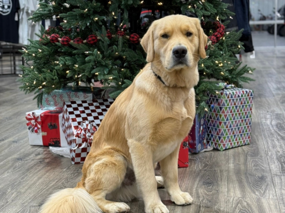 A photo of a Golden Retriever in front of a Christmas tree that has gifts under it.